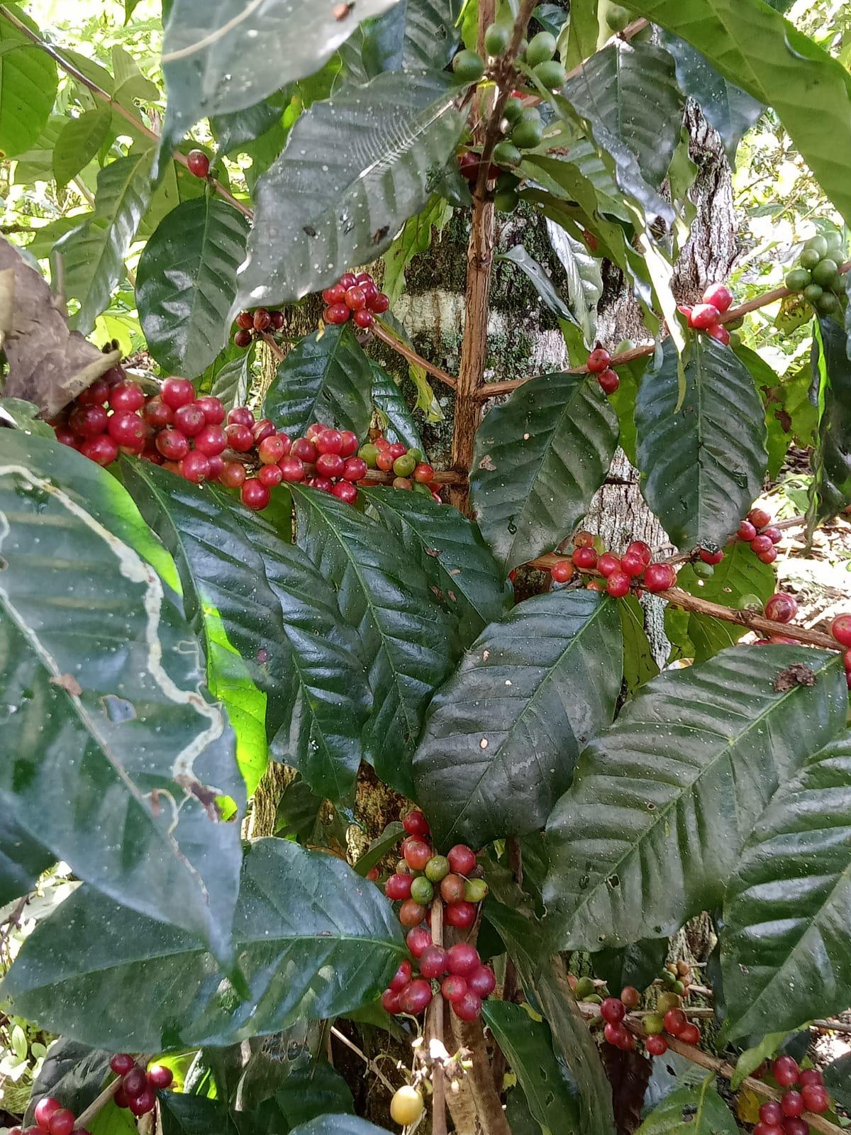Ceri Kopi Merah Matang di Pohon
